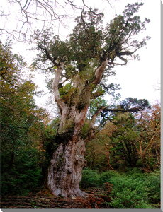 iʐ^pl EY v ꕶ A[gpl CeA Ǐ Ǌ| zv炸 ͗lւ ͋C  rO ItBX r[ v[g Mtg i ԗ j  