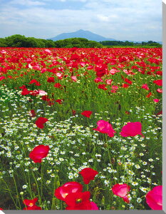 iʐ^pl  }gR Lӂꂠ |s[ {^jJ CeA A[gpl pl ʐ^ v[g Mtg i ԗ j  Vz z a w  l