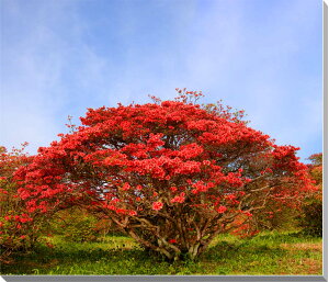 風景写真パネル 福島 高柴山 つつじ 3 ボタニカル アートパネル パネル 写真 インテリア プレゼント ギフト 贈答品 返礼 お祝い 結婚 新築 引っ越し 誕生日 記念日 年祝い MID-13-F25