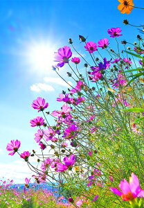 風景写真パネル 福島市 土船 鍛冶屋川 コスモス 厚手マット紙 アートパネル グラフィックアート ウォールデコ インテリア 壁飾り 壁掛け 額要らず 模様替え 雰囲気作り 風水 旅の思い出 リ