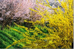 iʐ^pl   ԌR {^jJ   ME t iF A[gpl ʐ^ pl CeA Ǌ| Ǐ ͗lւ ͋C v[g Mtg i ԗi j