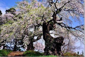 ���i�ʐ^�p�l�� ���� ���q���ω��̂������ �}����� �{�^�j�J�� �� �t �i�F �ʐ^ �A�[�g�p�l�� �C���e���A �p�l�� �E�H�[���f�R �O���t�B�b�N�A�[�g �M�t�g �v���[���g���j�� ���� �V�� ��