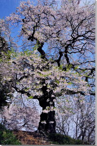 iʐ^pl  qω̍ƒ {^jJ  ₵  a G t iF ʐ^ CeA A[gpl pl EH[fR OtBbNA[g Ǐ Ǌ| zv炸 