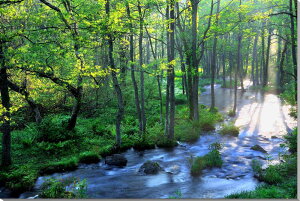 iʐ^pl  ֒ V΂̒ 厩R  ₵  EH[fR A[gpl fBXvC CeA Ǐ Ǌ| zv炸 ͗lւ ͋C  rO 