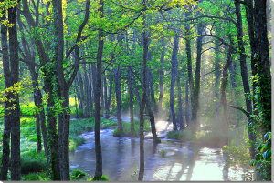 iʐ^pl  ֒ V΂̒ 厩R  ₵  EH[fR A[gpl fBXvC CeA v[g Mtg j j Vzj zj 