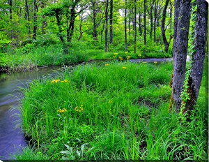 風景写真パネル 福島 猪苗代 長瀬川 サワオグルマ 側面画像あり 花 新緑 ボタニカル 癒やし オシャレ インテリア パネル 写真 壁掛け 壁飾り 模様替え 雰囲気作り 風水 リビング ダイニング