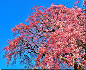 iʐ^pl  c Ԗؔ  ʉ摜 t } {^jJ A[gpl CeA EH[fR fBXvC pl ʐ^ Mtg v[g j  a 