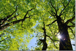 iʐ^pl  y uibqHؘ̖R ʉ摜 CeA A[gpl OtBbN EH[fR Xї }CiXCI ₵ IV v[g Mtg j 