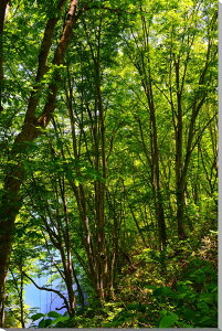 iʐ^pl  ֒򍂌 wΉ CeA A[gpl pl ʐ^ Ǌ| Ǐ ͗lւ ͋C  rO _CjO ItBX  fuk-278-m25