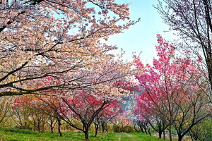 iʐ^pl  qR ȎRɒޗ[ {^jJ  ԓ t CeA pl ʐ^ A[gpl v[g Mtg j j Vzj zj aj 