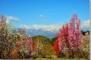 iʐ^pl  qRȂ̐ETM  e A[gpl CeA pl ʐ^ t R c iF Ǐ Ǌ| zv炸 ͗lւ ͋C tH[ Vz Mtg v