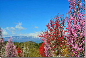 iʐ^pl  qRȂ̐ETM A[gpl CeA pl ʐ^ t R c iF  Mtg v[gj  a w  l Nj LO ̓ 