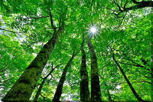 iʐ^pl  y uibqHؘ̖R 11 ʉ摜 CeA Ǌ| Ǐ ͗lւ ͋C  rO _CjO ItBX  FUK-355-M25skm