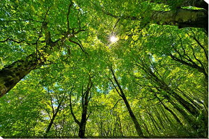 iʐ^|X^[  y V uibqH 12 Ǌ| Ǐ ͗lւ ͋C rO _CjO ItBX  osp-012