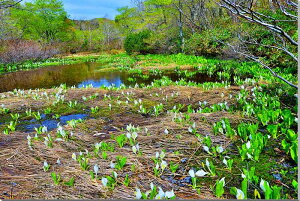 iʐ^pl  yV m {^jJ ~YoVE A[gpl CeA pl ʐ^ Ǌ| Ǐ ͗lւ ͋C  ̎vo v[g Mtg 