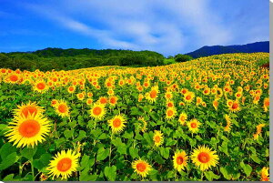 iʐ^pl  쑽 Omq Ђ܂蔨 q}  {^jJ CeA A[gpl pl ʐ^ Ǐ Ǌ| zv炸 ͗lւ ͋C tH[ Vz ItB