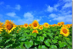 iʐ^pl  쑽 Omq ƂЂ܂ {^jJ  q} A[gpl CeA pl ʐ^ v[g Mtg i ԗ j  Vz z a