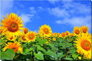 iʐ^pl  쑽 Omq ƂЂ܂蔨 ʉ摜 {^jJ CeA A[gpl OtBbNA[g EH[fR pl ʐ^ Ǐ Ǌ| zv炸 ͗l