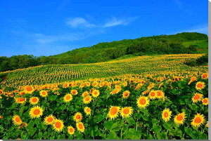 iʐ^pl  쑽 Omq Ђ܂蔨 {^jJ A[gpl OtBbNA[g EH[fR ₵  _ CeA v[g Mtg j j V