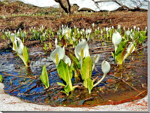 iʐ^pl  ֒ ז m A[gpl fBXvC CeA Ǐ Ǌ| zv炸 ͗lւ ͋C   rO ItBX r[ FUK-036-F20