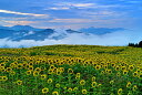 風景写真ポスター 福島 喜多方 三ノ倉高原 朝日 ひまわり 01 ヒマワリ 向日葵 ボタニカル インテリア ウォールデコ グ…