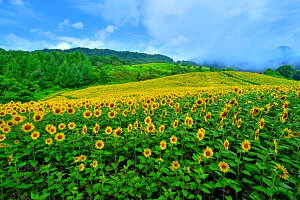 風景写真パネル 福島 喜多方 三ノ倉高原 ひまわり 15 ヒマワリ ボタニカル インテリア ウォールデコ アートパネル グラフィックアート パネル 写真 壁飾り 壁掛け 額要らず 模様替え 雰囲気