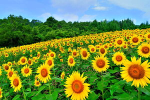 iʐ^pl  쑽 Omq Ђ܂ 14 q} {^jJ CeA EH[fR A[gpl OtBbNA[g pl ʐ^ Ǐ Ǌ| zv炸 ͗lւ ͋C