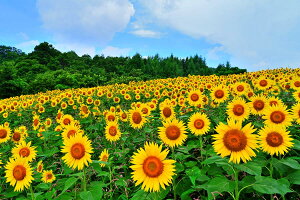 iʐ^pl  쑽 Omq Ђ܂ 13 ʉ摜 ԂO~  ₵  _ A[gpl CeA pl ʐ^ v[g Mtg j j Vzj