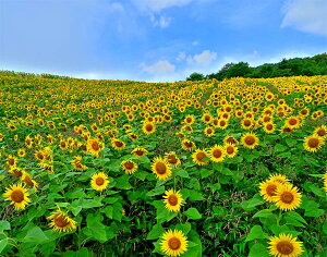 iʐ^pl  쑽 Omq Ђ܂ 07  q} {^jJ CeA EH[fR A[gpl OtBbNA[g pl ʐ^ j  Mtg v[g 