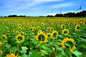 風景写真パネル 福島県 郡山 布引風の高原 朝日とひまわり 05 ボタニカル 向日葵 癒し オシャレ 夏 パネル 写真 インテリア アートパネル プレゼント ギフト お祝い 結婚祝い 新築祝い 引っ越