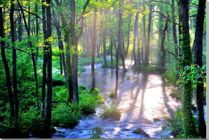 iʐ^pl  ֒ ƒޒ ʉ摜 CeA fBXvC OtBbN A[gpl v[g Mtg i ԗ j  Vz z a 