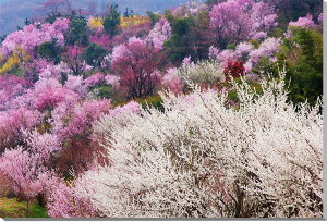 iʐ^pl   ԌR  CeA A[gpl ʐ^ pl Ǐ Ǌ| zv炸 ͗lւ ͋C Vz tH[ ItBX rO  r[ FUK-016-M25