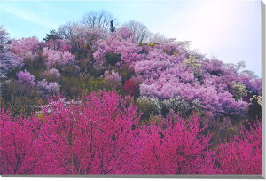 風景写真パネル 福島 桃源郷 花見山 インテリア アートパネル パネル ボタニカル 桜 花桃 春 写真 プレゼント ギフト 贈答品 お祝い 結婚 新築 入学 卒業 成人式 誕生日 記念日 年祝い 母の日