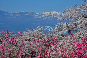 iʐ^pl   ԌR  {^jJ  t ʐ^ pl ₵  _ OtBbN EH[fR CeA v[g Mtg j j Vzj 