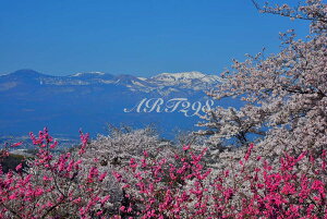 iʐ^pl   ԌR  {^jJ  t iF ₵  _ CeA ʐ^ pl  Ǐ Ǌ| zv炸 ͗lւ ͋C  rO ItB