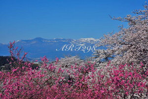 ���i�ʐ^�p�l�� ���� ������ �Ԍ��R �{�^�j�J�� �� �ԓ� �t ��ȎR �A�[�g�p�l�� �p�l�� �ʐ^ �C���e���A �Ǌ|�� �Ǐ��� �͗l�ւ� ���͋C��� ���� ���r���O �_�C�j���O �I�t�B�X ���� FUK-160-B