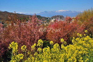 iʐ^pl   ԌR {^jJ  CeA A[gpl pl ʐ^ Ǌ| Ǐ ͗lւ ͋C  rO _CjO ItBX  v[g Mtg 