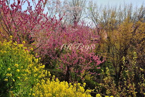 iʐ^pl   ԌR {^jJ   ԓ y ؂̉ t iF ₵ IV CeA A[gpl pl ʐ^ v[g Mtg i j Ǌ| Ǐ 