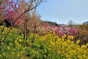 iʐ^pl   ԌR {^jJ   ԓ y ؂̉ t iF ₵ IV CeA A[gpl pl ʐ^ v[g Mtg i j  Vz w 