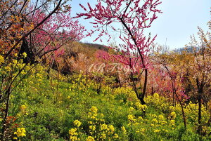 iʐ^pl   ԌR {^jJ   ԓ y ؂̉ t iF ₵ IV CeA A[gpl pl ʐ^ Ǌ| Ǐ ͗lւ ͋C Vz tH