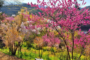 iʐ^pl   ԌR {^jJ   ԓ y ؂̉ t iF ₵ IV CeA A[gpl pl ʐ^ Ǌ| Ǐ ͗lւ ͋C Vz tH