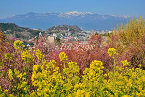 iʐ^pl   ԌR {^jJ   ԓ y ؂̉ t iF ₵ IV CeA A[gpl pl ʐ^ v[g Mtg i j  Vz w 