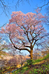風景写真パネル 福島 弁天山公園 種まき桜 春 さくら ボタニカル アートパネル インテリア パネル 写真 壁掛け 壁飾り 模様替え 雰囲気作り リビング ダイニング オフィス 玄関 fuk-179-B2