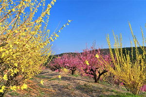 iʐ^pl  c ։̉Ԗؔ ME ԓ A[gpl CeA Ǐ Ǌ| zv炸 ͗lւ ͋C  rO ItBX  Mtg v[g i 