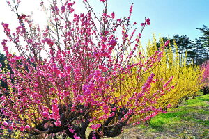 iʐ^pl  c ։̉Ԗؔ ԓ ME A[gpl CeA Ǐ Ǌ| zv炸 ͗lւ ͋C  rO ItBX  Mtg v[g i 