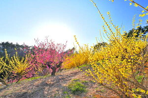 風景写真パネル 福島 平田 蛇音寺の花木畑 花桃 レンギョウ ボタニカル 写真 春 景色 パネル インテリア アートパネル ギフト プレゼント 贈答品 返礼 お礼 お祝い 結婚 出産 誕生日 入学 卒