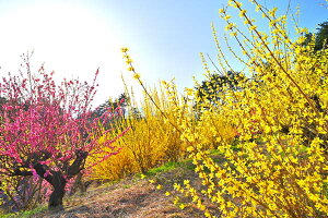 iʐ^pl  c ։̉Ԗؔ ԓ ʉ摜 ME {^jJ ʐ^ t iF pl CeA A[gpl Mtg v[g i ԗ  j  oY a