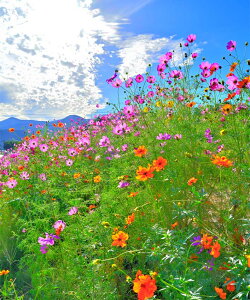 iʐ^pl s yD b艮 RXX A[gpl OtBbNA[g EH[fR CeA Ǐ Ǌ| zv炸 ͗lւ ͋C  ̎vo rO ItB