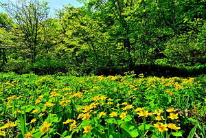 iʐ^pl  yV ELJ () 01 Ԃ̃A[gpl {^jJ R쑐 EH[A[g CeA pl ʐ^ i R  IV Ǌ| Ǐ ͗l