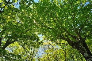 iʐ^pl  y uibqH uie 02 ʉ摜 Xї ؘR CeA A[gpl pl ʐ^ Ǌ| Ǐ ͗lւ ͋C  rO _CjO It